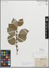 Foto von Salix myrsinifolia Salisb.